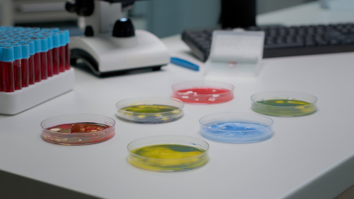 Placa de Petri con un cultivo de bacterias